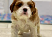 Cavalier King Charles Yavrularımız